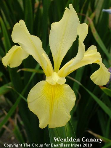 Wealden Canary (4)
